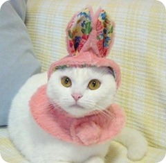 Easter cat Easter cat