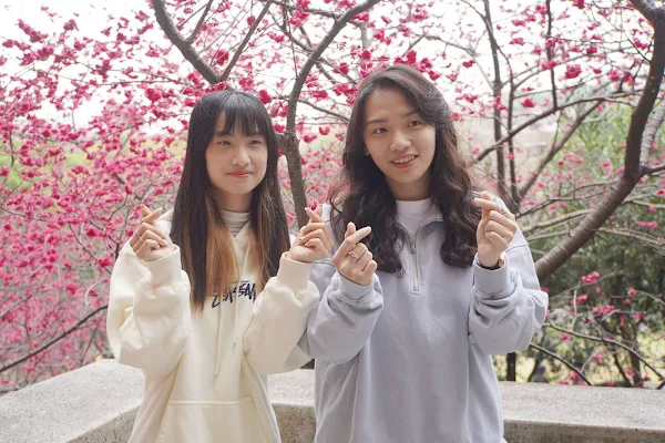 ▲大葉大學櫻花盛開，學生們開心拍照。（記者林明佑翻攝）