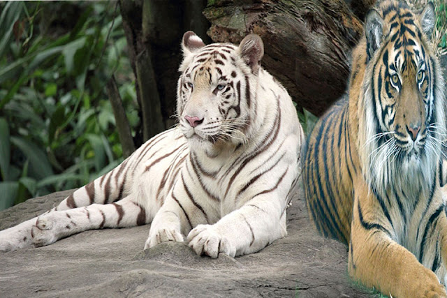 Paling Populer 30 Gambar Harimau Putih Sugriwa Gambar