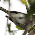 Chestnut-sided Warbler-photos of underparts