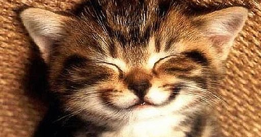 Foto Foto Anak  Kucing Sedang Senyum
