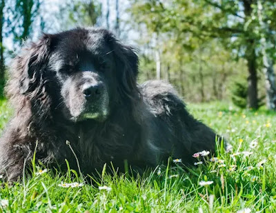 Newfoundland Dog