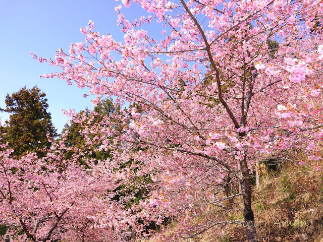 Prunus kanzakura