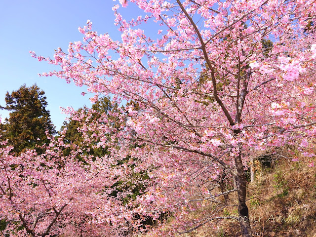 Prunus kanzakura