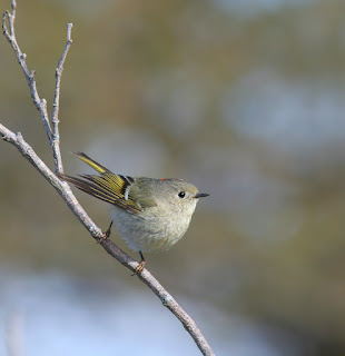 Ruby-crowned Kinglet, while birding in newfoundland