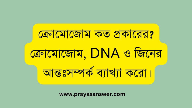 ক্রোমোজোম কত প্রকারের? ক্রোমোজোম, DNA ও জিনের আন্তঃসম্পর্ক ব্যাখ্যা করো