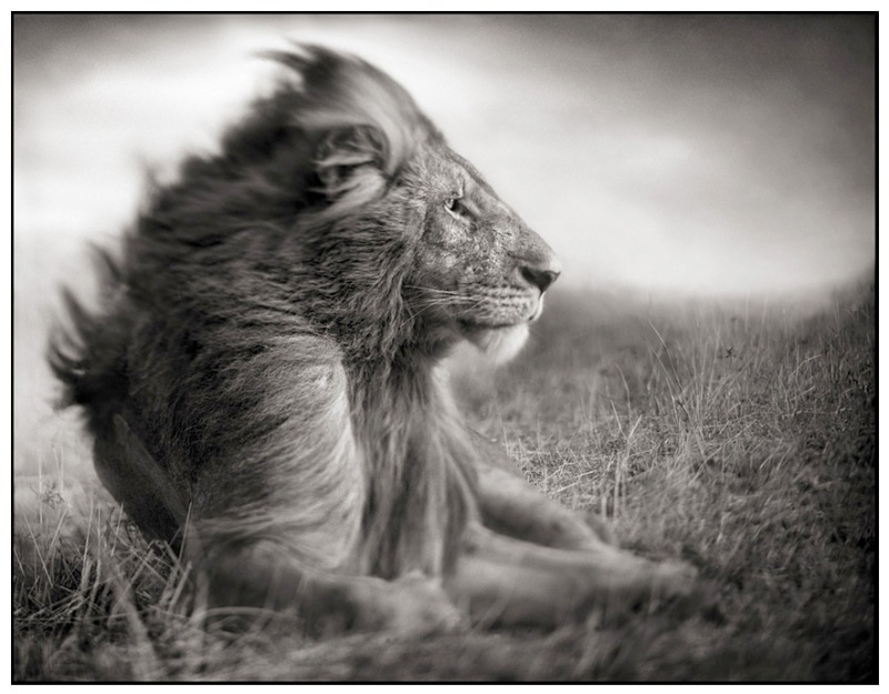 2 Lion Before Storm II- Sitting Profile