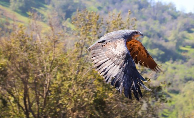 Águila retorna a su hábitat - PL Prensa