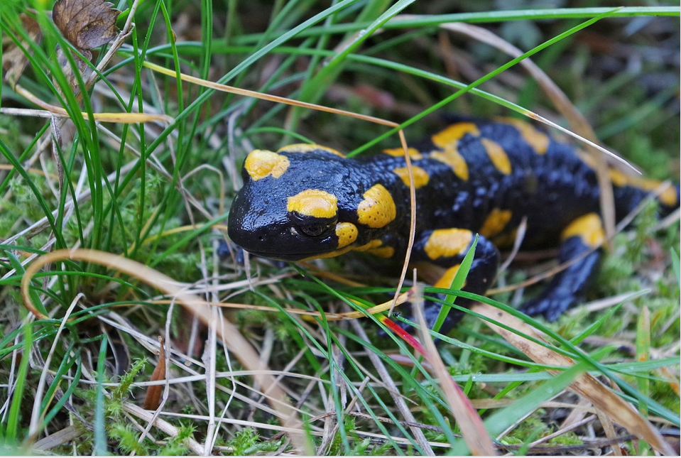 Pengertian Hewan  Amfibi Salamander 