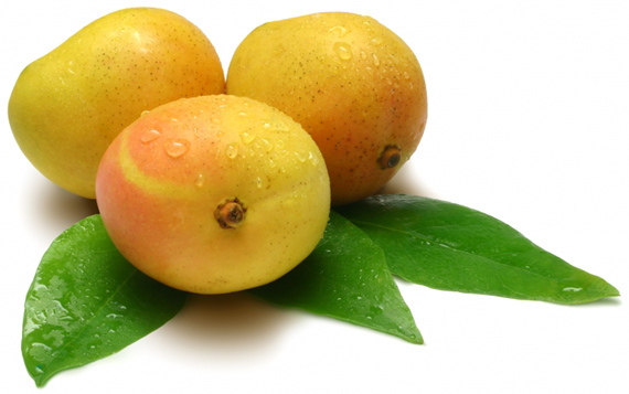 mango fruit