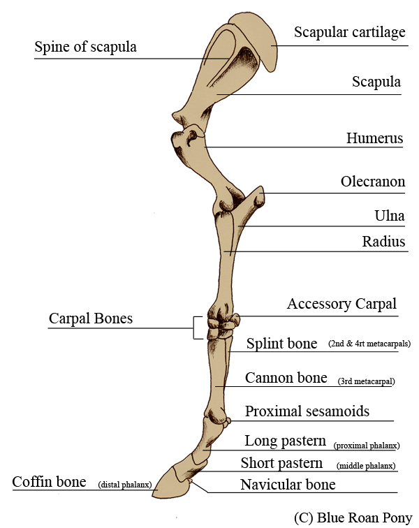 Human Leg Bone Structure - Human Anatomy Details