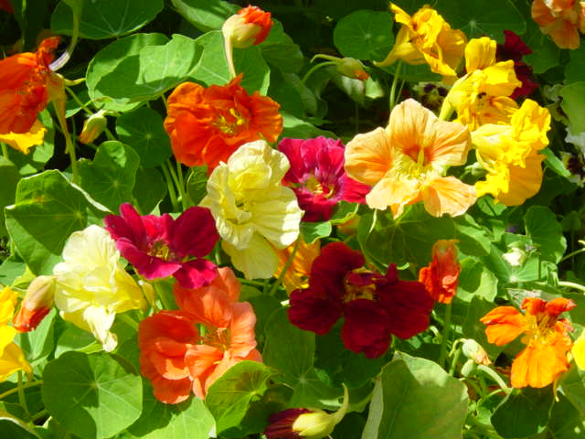 nasturtium flower 