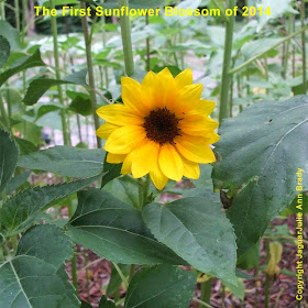 The First Sunflower Blossom of 2014 ~ JaguarJulie