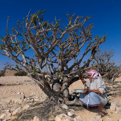 O incenso é originário de regiões áridas e semiáridas do Oriente Médio e do norte da África, onde as árvores Boswellia prosperam em condições de solo pobre e clima quente. Essas árvores resistentes são conhecidas por sua capacidade de sobreviver em ambientes hostis, produzindo a preciosa resina que é colhida através de cortes na casca.