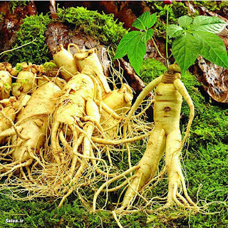 Ginseng