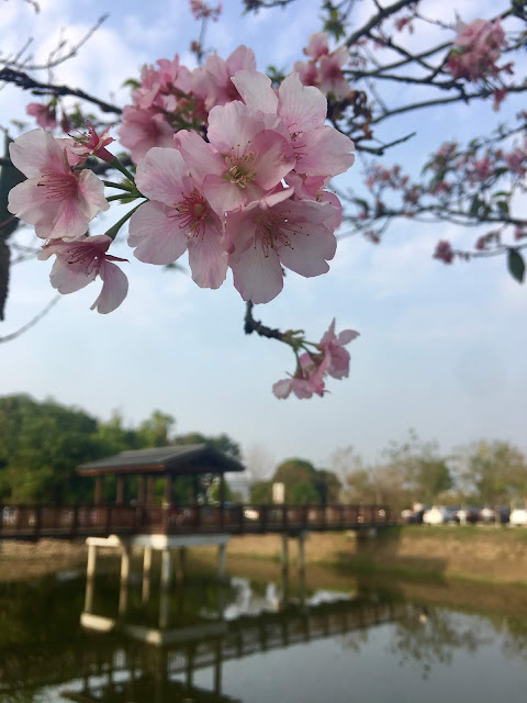 cherry blossom, shanshang, tainan, taiwan