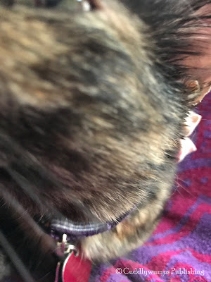 Real Cat Paisley_failed selfie