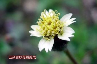 肺炎草1-花.