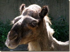 IMG_0084