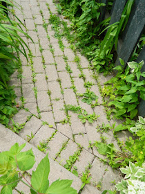 Toronto Summer Garden Cleanup in Leslieville Before by Paul Jung Gardening Services--a Toronto Gardening Services Company