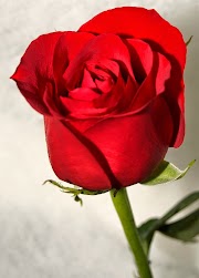 56+ Gambar Bunga Mawar Merah Keren, Paling Gokil!