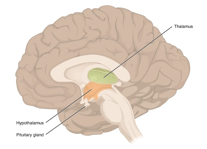 Diensefalon, Talamus dan Hipotalamus