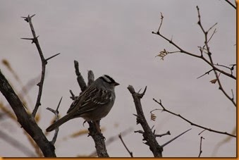 IMG_1639