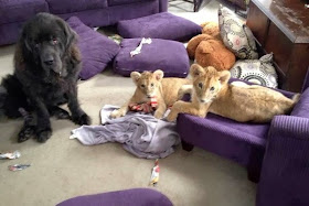 Funny animals of the week - 28 February 2014 (40 pics), dog and two baby lions