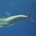 Mahi-mahi - Dolphin Fish Or Mammal