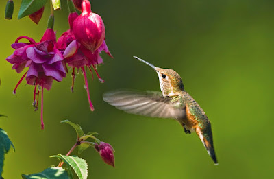 Fuchsia blooms and hummingbird