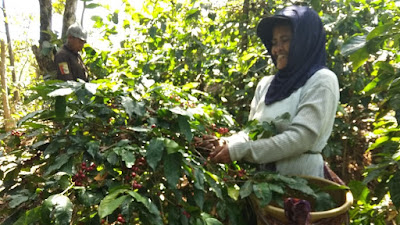 Berstandar Fair Trade, Kopi Arabika Kayumas Ekspor Perdana ke Amerika Serikat