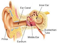 Cara Mengatasi Gangguan Telinga Berdengung