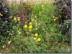 Sonchus glaucescens_097