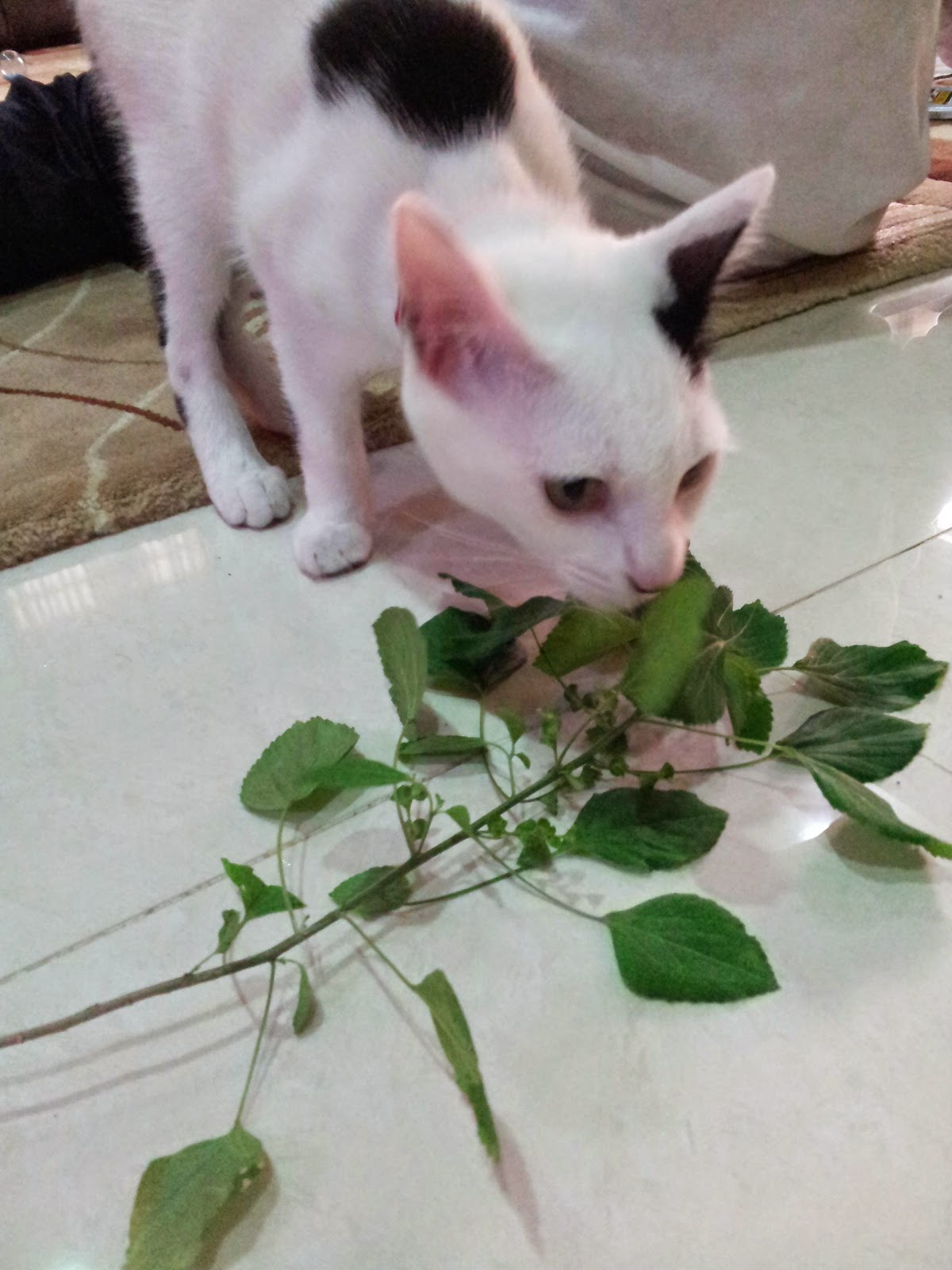 Taman ramuan: Pokok kucing galak