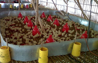 nutrisi ternak ayam broiler,nutrisi ternak sapi,nutrisi ternak kambing