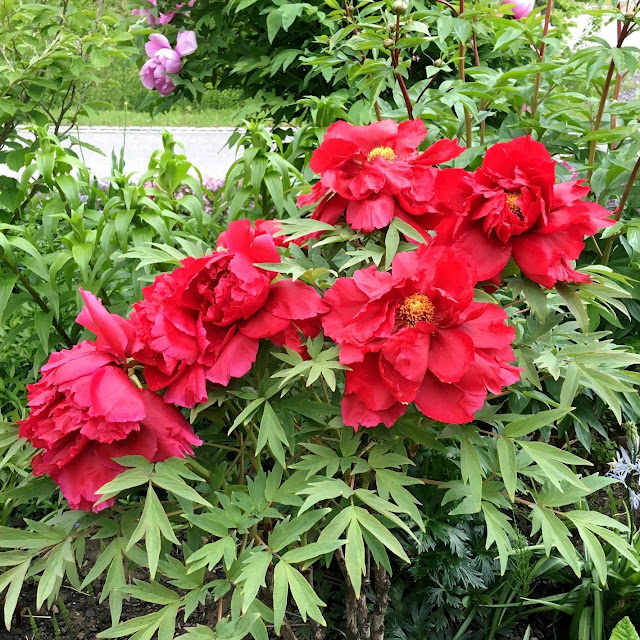 Пион 'Hoki' / Пион 'Хоки' (Paeonia 'Hoki', Paeonia 'Houki')