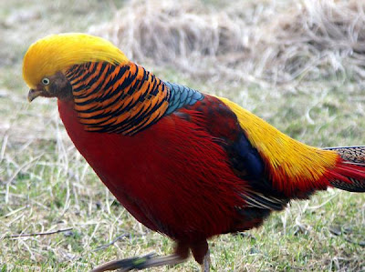 Golden Pheasant atau Chinese Pheasant