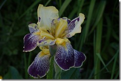 may_35