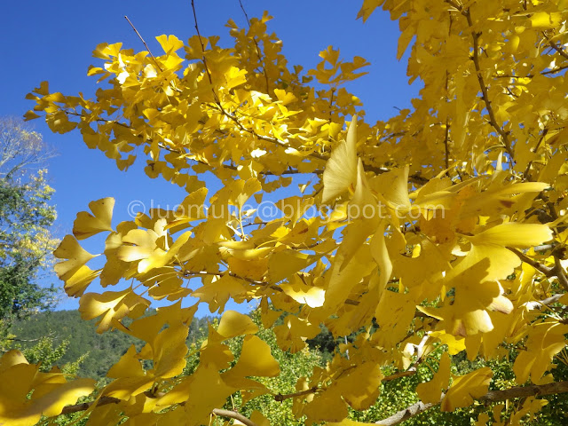 Wuling Farm maple autumn foliage