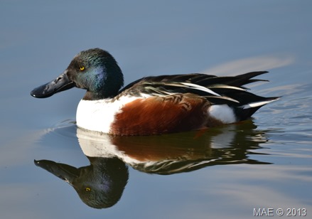 2013-02-17 London Wetland Centre 029