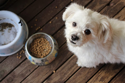 How To Choose The Right Dog Food For Your Dog?