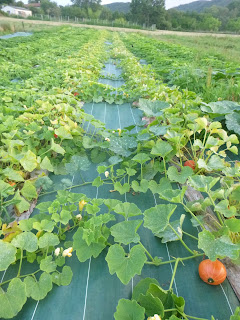 Légumes de bouche