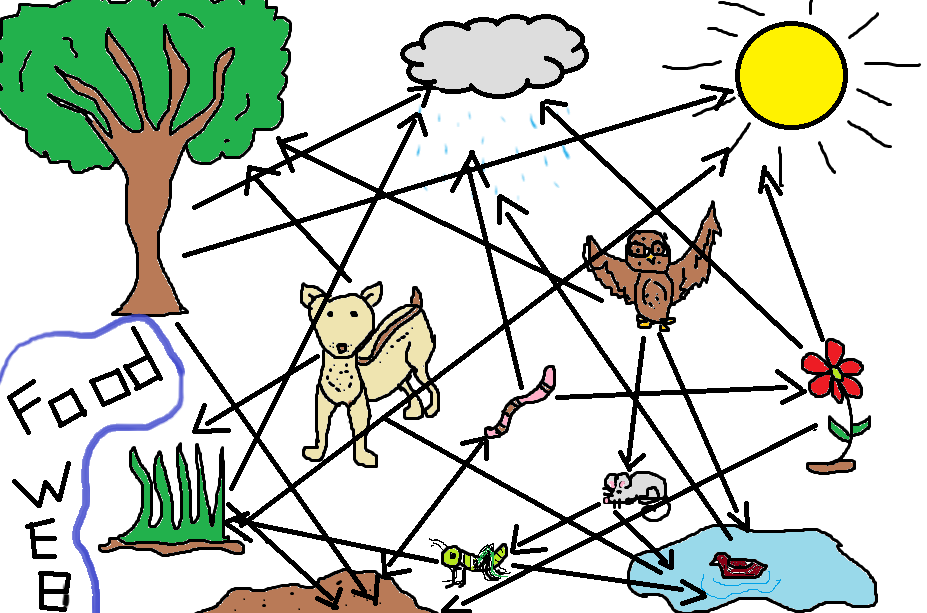 picture of food chain and food web. pej food chain pej food web