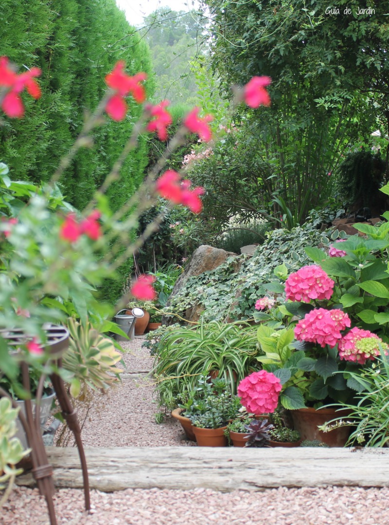 Consejos Para Cultivar Hortensias En Clima Calido Guia De Jardin