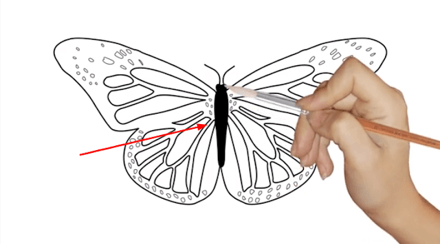 Easy Butterfly Drawings Step