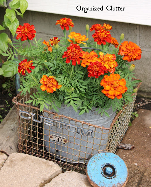 MORE Beautiful Flowers in Junky Containers