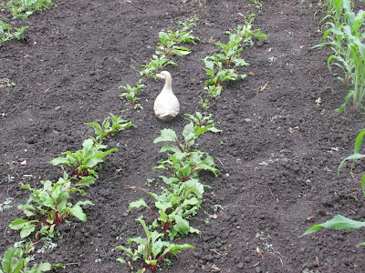 Ornamental duck guarding the beets-Vickie's Kitchen and Garden