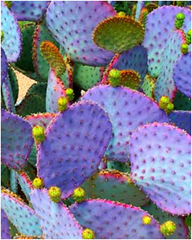 Budding in Catcus