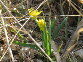 miniature daffodill