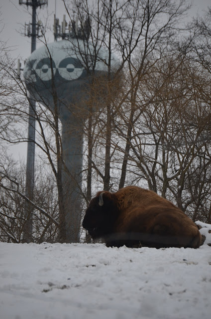 Hermie the bison, with the zoo's water tower in the background